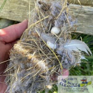 Birds nest in dirty air ducts