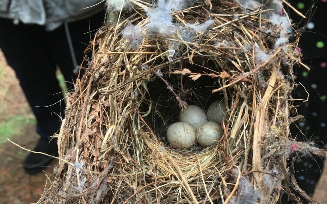 Birds nest and eggs in air duct